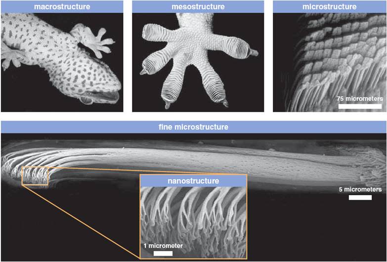 micro and nano view of gecko feet